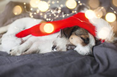 Noel şapkalı ve köpekli kedi. Noel ışıklarında kedi ve köpek yavrusu
