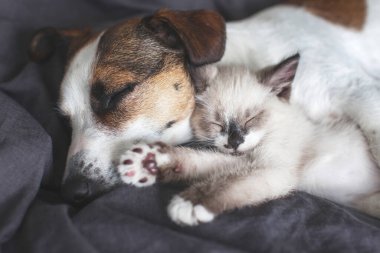 Jack Russell 'ın yanındaki küçük gri kedi yavrusu. Arkadaşlar evcil hayvanlar kucaklaşarak uyurlar. Köpek ve kedi evde battaniyenin üstünde