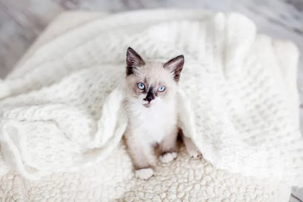 Kitten White Knitted Blanket Small Cat Blue Eyes Home — Stock Photo, Image