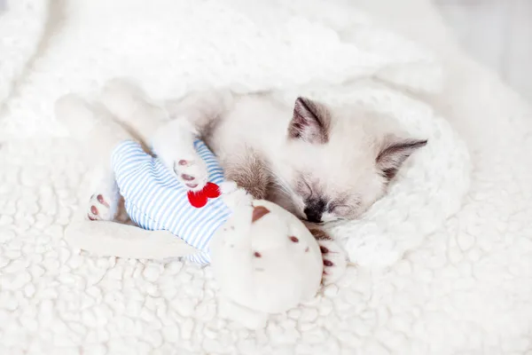 白い毛布の上でおもちゃで寝て子猫 家で小さな猫の睡眠 — ストック写真