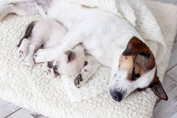 Dog Cat Sleeping Together Dog Small Kitten White Blanket Home — Stock Photo, Image