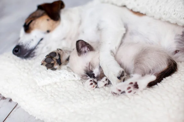 Köpek Kedi Yatıyorlar Evde Beyaz Battaniyeye Sarılı Köpek Kedi Yavrusu — Stok fotoğraf