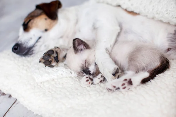 Dog Cat Sleeping Together Dog Small Kitten White Blanket Home — Stock Photo, Image