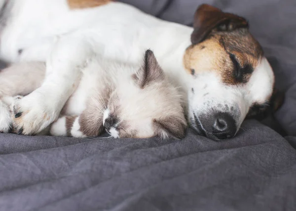 Dog and cat sleeping together. Dog and small kitten on white blanket on bed