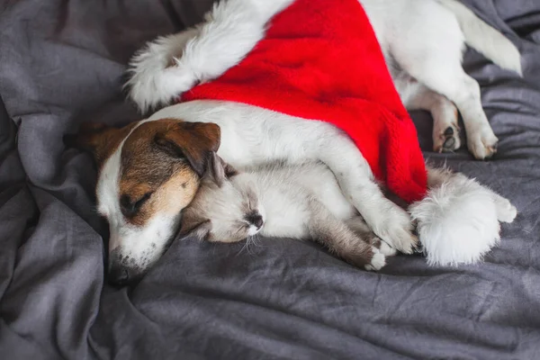Small cat and a dog are sleeping on a bed under a Christmas hat. Grey kitten and white puppy celebrate New Year together