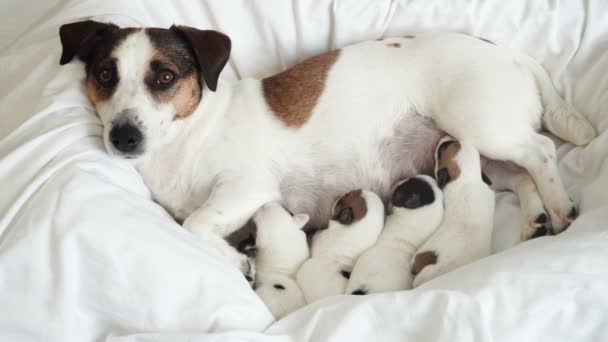 Noworodki wysysające mleko dla psów — Wideo stockowe