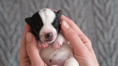 Yavru köpek sahiplerinin ellerinde uyuyor.