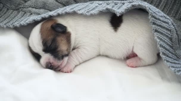 Newborn Puppy Sleeping on knitted plaid — Stock Video