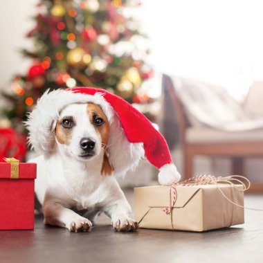 Noel ağacının yanındaki köpek. Evcil hayvan, mutlu yıllar ve mutlu Noeller.