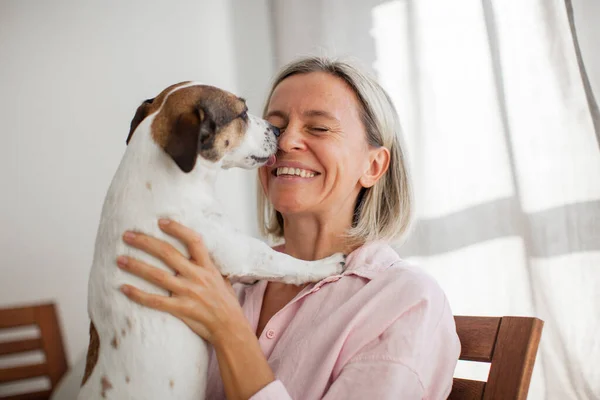 Skrattande Mellankvinna Som Slickas Terrier Hund Hon Håller Sina Armar — Stockfoto