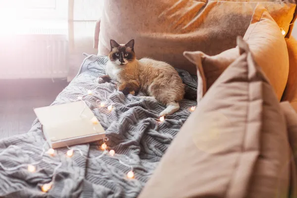 可爱的家养生姜猫躺在客厅的沙发上 宠物狗躺在舒适的毛毯上 — 图库照片