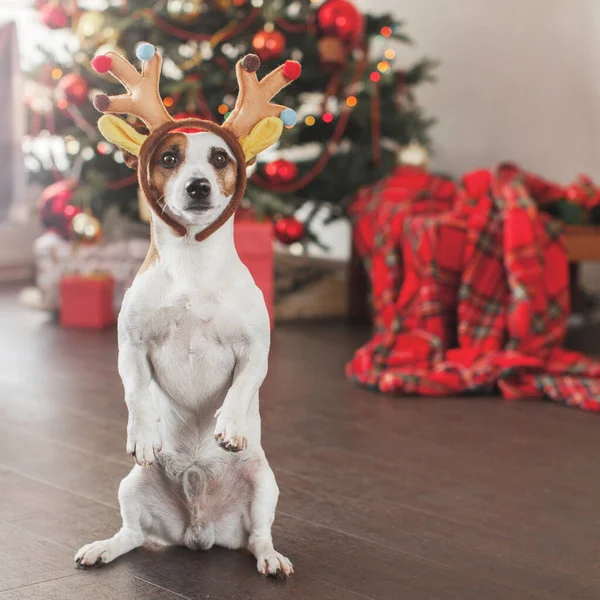 Hund Der Nähe Von Weihnachtsbaum Haustier Hause Frohes Neues Jahr — Stockfoto