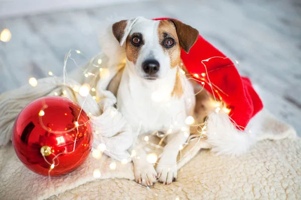 クリスマスツリーの近くの犬 家でのペット 幸せな新年と陽気なクリスマス — ストック写真