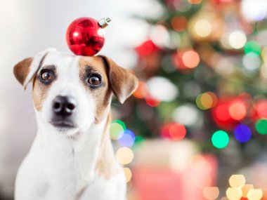 Noel ağacının yanındaki köpek. Evcil hayvan, mutlu yıllar ve mutlu Noeller.