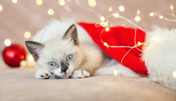 키튼은 크리스마스 모자를 고양이는 크리스마스 소파에서 — 스톡 사진