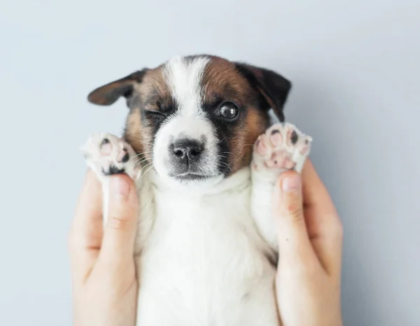 灰色の背景に小さなカット子犬 若い犬のスタジオショット — ストック写真