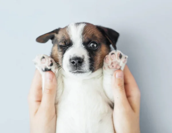 Little Cut Puppy Gray Background Young Dog Studio Shot — Stock Photo, Image