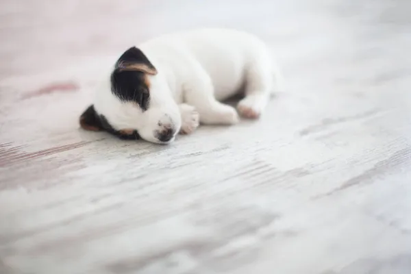 Cachorro Recién Nacido Durmiendo Pequeño Perro Dormir Suelo Caliente — Foto de Stock