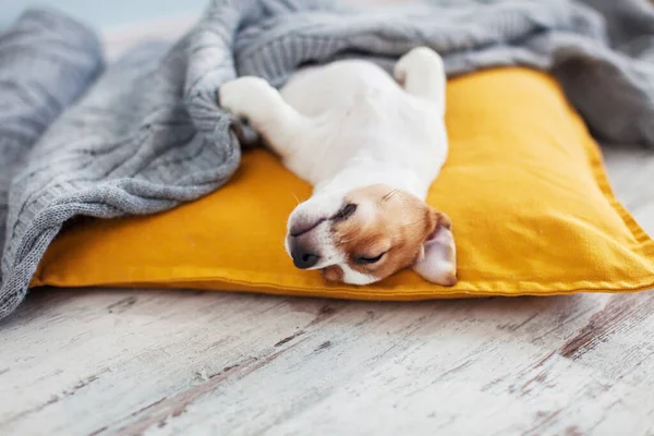 Cachorro Sobre Almohada Amarilla Pequeño Perro Descanso Casa Mascota Durmiendo — Foto de Stock