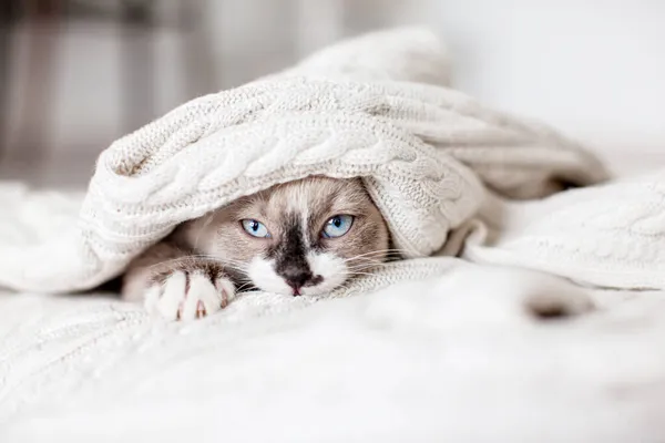 Niedliche Katze Lugt Unter Einer Weißen Strickdecke Hervor Kätzchen Ist — Stockfoto