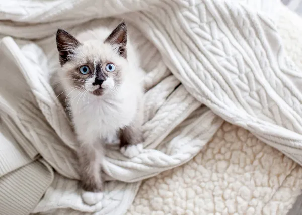 Drôle Petit Chaton Gris Sur Couverture Blanche Petit Chat Maison — Photo