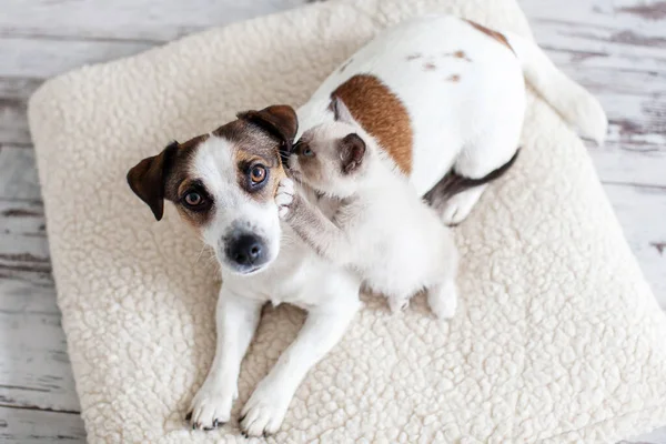 Dog and cat are best friends playing together. The kitten whispers something in the puppy\'s ear