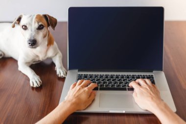 Dizüstü bilgisayarda şirin bir köpekle çalışan kadın eller. Evcil hayvan sahibinin yanında.