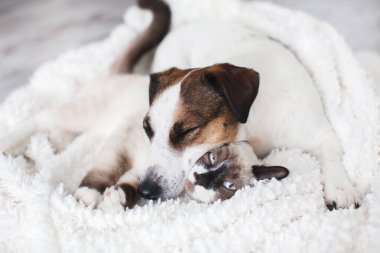 Kedi ve köpek beyaz ekose üzerinde birlikte. Dostluk kedisi ve köpek yavrusu. Köpek kedinin üstünde uyuyor. 