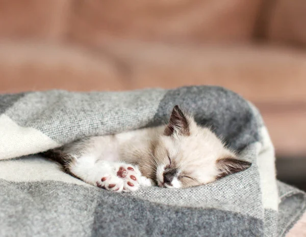 Kedi Yavrusu Ekose Kumaşın Üzerinde Uyur Evde Küçük Bir Kedi — Stok fotoğraf