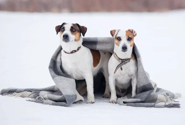Dos Perros Cuadros Perro Nieve Aire Libre — Foto de Stock