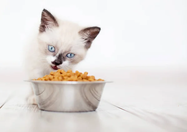 Gatito Comiendo Comida Tazón Pequeño Gato Comiendo Casa — Foto de Stock