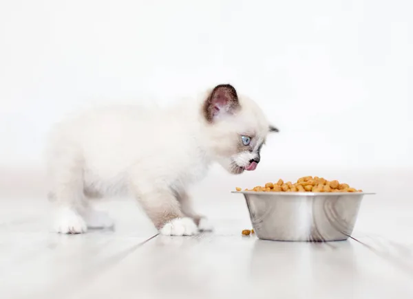 Gatito Comiendo Comida Tazón Pequeño Gato Comer Casa — Foto de Stock