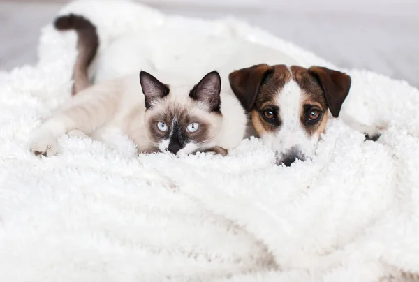 用白色格子花把猫和狗粘在一起 友谊猫和小狗 狗和猫的朋友 — 图库照片