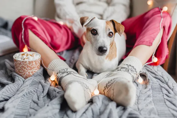 Netter Hund Der Nähe Der Beine Seiner Besitzer Einem Wintertag — Stockfoto