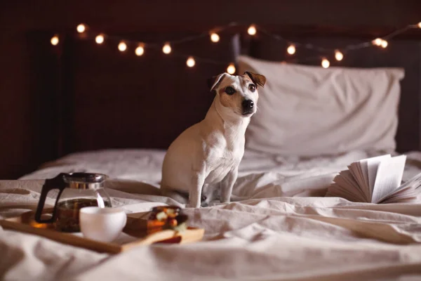 狗坐在舒适的房子里的床上 在卧室里的一本书和一杯茶旁边放上宠物 — 图库照片