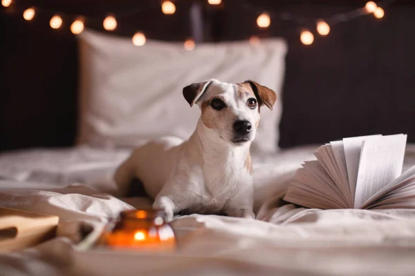 犬は居心地の良い家のベッドに座っている 本の隣の寝室のペットと紅茶のマグカップ — ストック写真