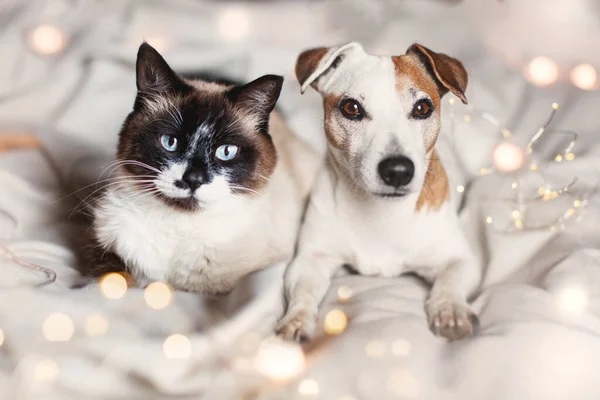 猫と犬がベッドの上に寝そべっている クリスマスのガーランドとライトの居心地の良い家の友人のペット — ストック写真