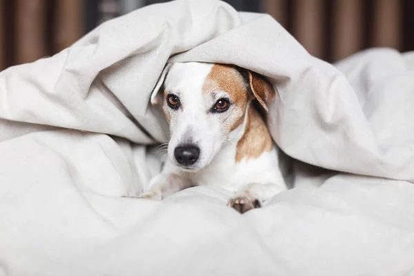 Bonito Cão Olha Para Fora Debaixo Cobertor Pet Está Deitado — Fotografia de Stock