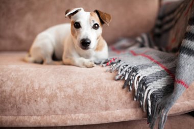 Evdeki kanepede yatan köpek. Sıcak battaniyenin yanındaki kanepede evcil hayvan