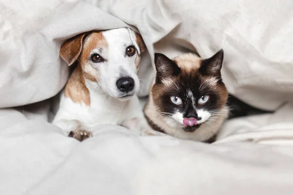 dog and a cat in a cozy house in the bedroom. The dog looks at the camera, the cat licks his lips. Pets are lying on textile bedding