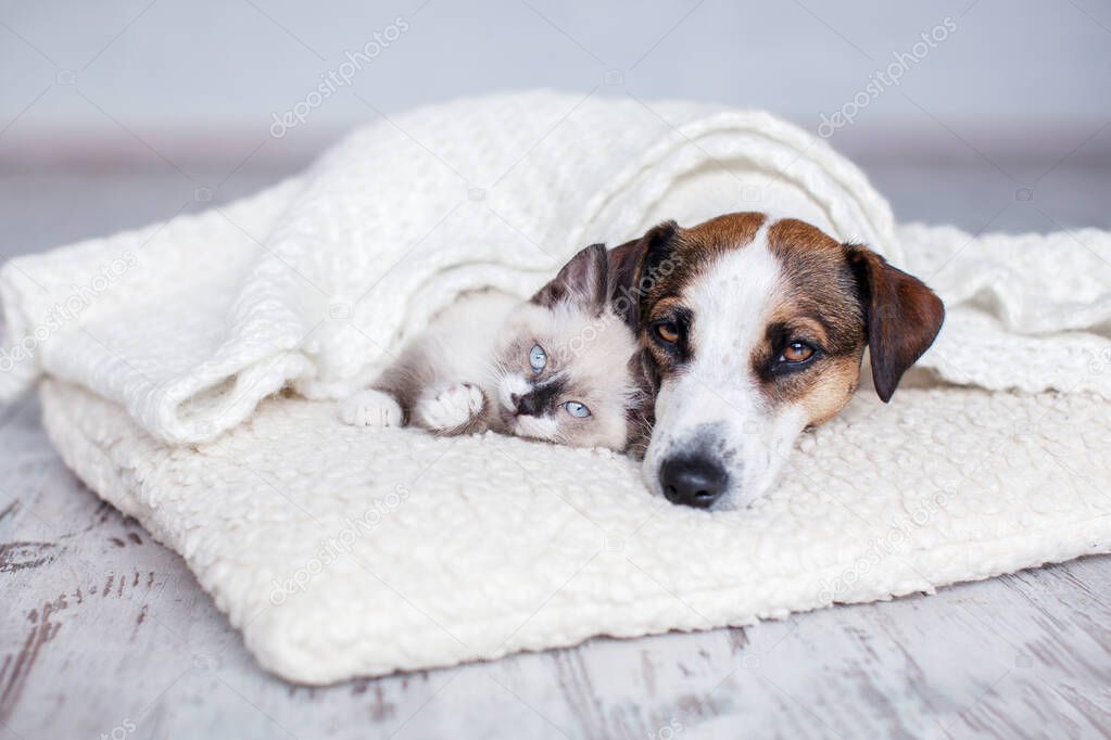 Dog and cat sleeping together. Dog and small kitten on white blanket at home