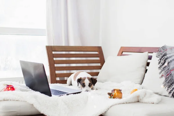 Cão Sem Sofá Casa Aconchegante Filhote Cachorro Perto Laptop Espaço — Fotografia de Stock