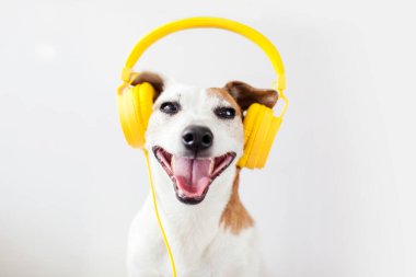 Gülümseyen köpek zevkle müzik dinler. Beyaz kulaklık takan mutlu hayvan.