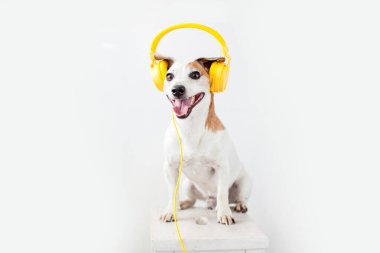Smiling dog with yellow headphones on a white background. Pet listening misic clipart