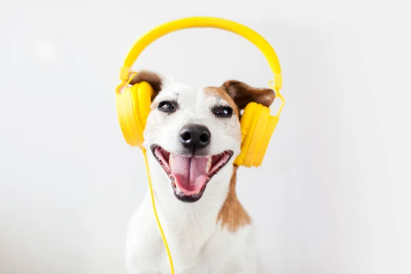 Smiling Dog Listens Music Pleasure Happy Pet Wearing Headphones White — Stock Photo, Image