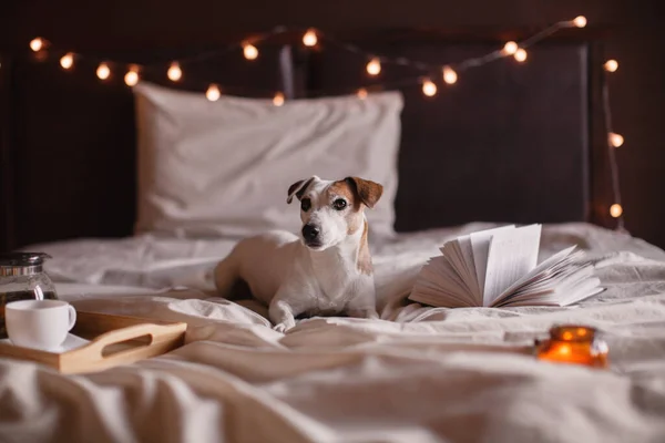 犬は居心地の良い家のベッドに座っている 本の隣の寝室のペットと紅茶のマグカップ — ストック写真