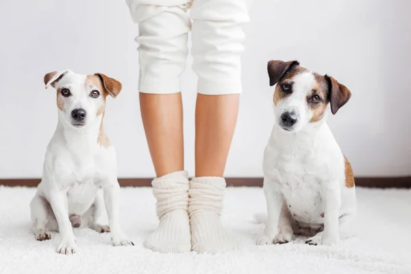 Psy Obok Właściciela Domu Pet Miękkim Przytulnym Dywanie Białym Pokoju — Zdjęcie stockowe