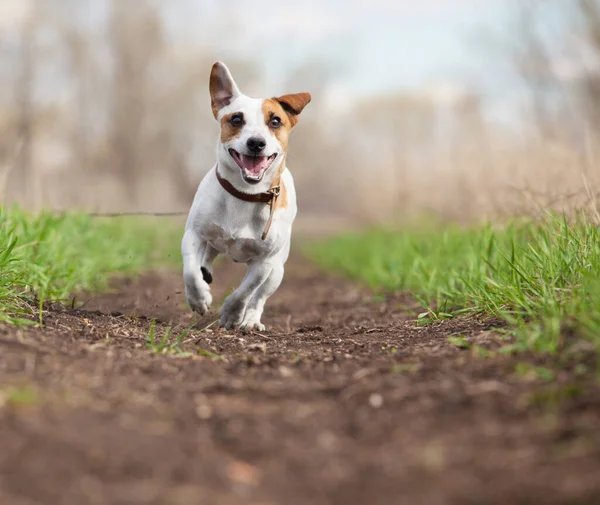 Running Hond Bij Zomer Plezier Happy Pet Lopen Buiten Springen — Stockfoto