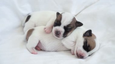 Yeni doğmuş yavru köpek beyaz ekose üzerinde uyuyor.