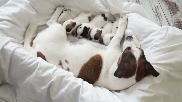 Puii nou-născuți sug lapte de câine — Videoclip de stoc